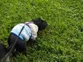 Hunting Dandelions with Jackie Part I