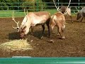 reindeer feeding