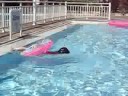 The Swimmer