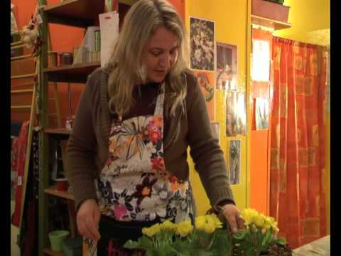 Aranžiranja cvijeća - Jaglaci