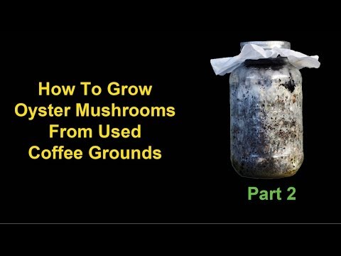 how to grow coffee