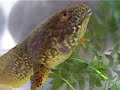 tadpole\