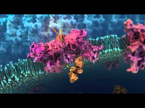 how to isolate protein from e.coli