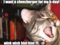 Very Funny Cats 70