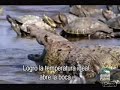 Steve Irwin in Tampico Mexico