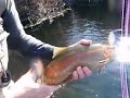 Fly Fishing Frenzy | big rainbow on the Beaverhead River