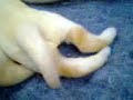 puppy labs.3gp