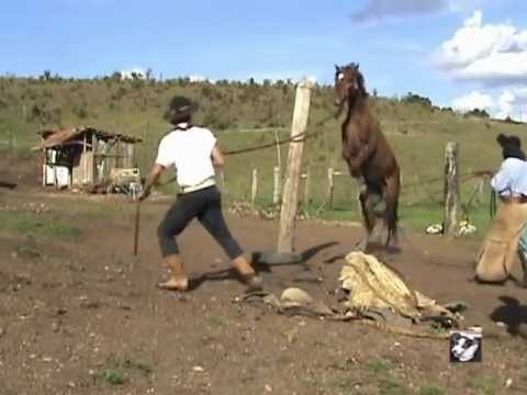 Tradicional - Trabalho realizado por Ory Souza, no rancho do seu amigo Renato Azambuja. em um corredor de fundo de campo. em São Francisco de Paula-rs-Brasil. na introduçã...