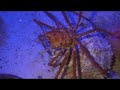 Spider Crab eating; Aquarium of the Pacific, Long Beach, CA; Spider Crab eating; Aquarium of the Pacific, Long Beach, CA;
