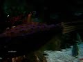 tropical fish tank