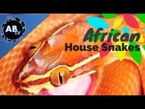 YouTube reptile video