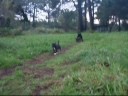 Cachorros Jugando 2
