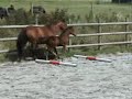 Dama Serena de Southdown (Paso Fino Filly)