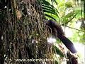 ENDEMIC Cauca Guan - Penelope perspicax (foraging) - www.colombiabirding.com