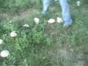 smurfs smurfs