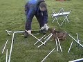 German Shepherd Schutzhund Puppy German Shepherd Schutzhund Puppy