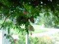 The Butterfly Garden The Butterfly Garden