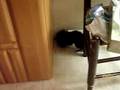 Willow just Loves this Corner!