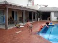 pegando de surpresa 2..Jackass menores..