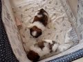 chiots de Ché gay varah et Ashy'ann