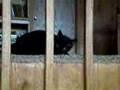 Scared-Funny-Cat