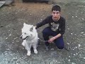 buli