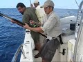 Amberjack Assassin