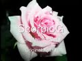 ScorpioG-Za Neq/For Her
