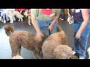 Benny at the Doodle Romp 2008