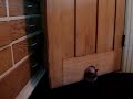 Gato con sobrepeso