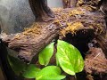 I decided to get a look at my largest female P. ornata 