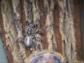 My biggest female P. ornata Clover post-molt