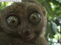 re-dramatic-lemur.html