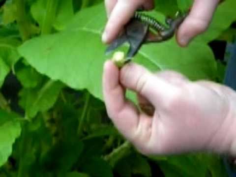 how to harvest iris seeds