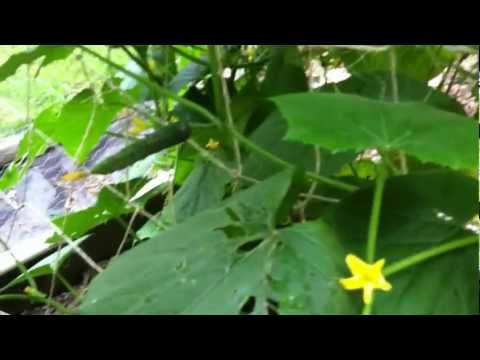 how to grow cucumbers