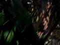 videos de CASHE CASHE = D