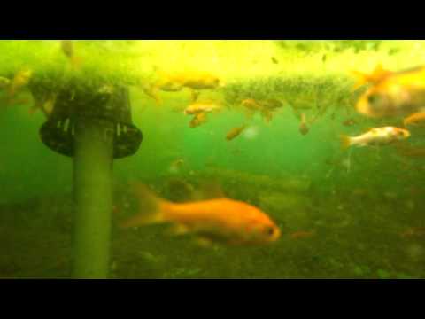 how to grow duckweed for feed