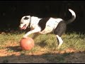 Cooper the Superdog! Cooper the Superdog!