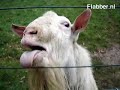 a stupid goat continues to lick an electric fence.