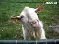Goat Meets Electric Fence