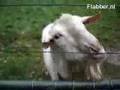 Goat Meets Electric Fence Goat Meets Electric Fence