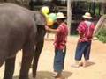 elephant camp mesai 7