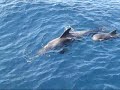 Pilot Whales still get killed!