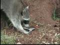 videos de Mapaches gandallas
