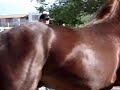 doma de caballos