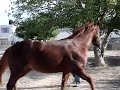 doma de caballos
