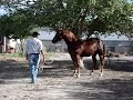 doma de caballos