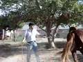 doma de caballos