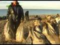 Greenpeace Video - Kerch