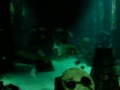 Nassau, Bahamas, Atlantis Aquarium, Pt. 1